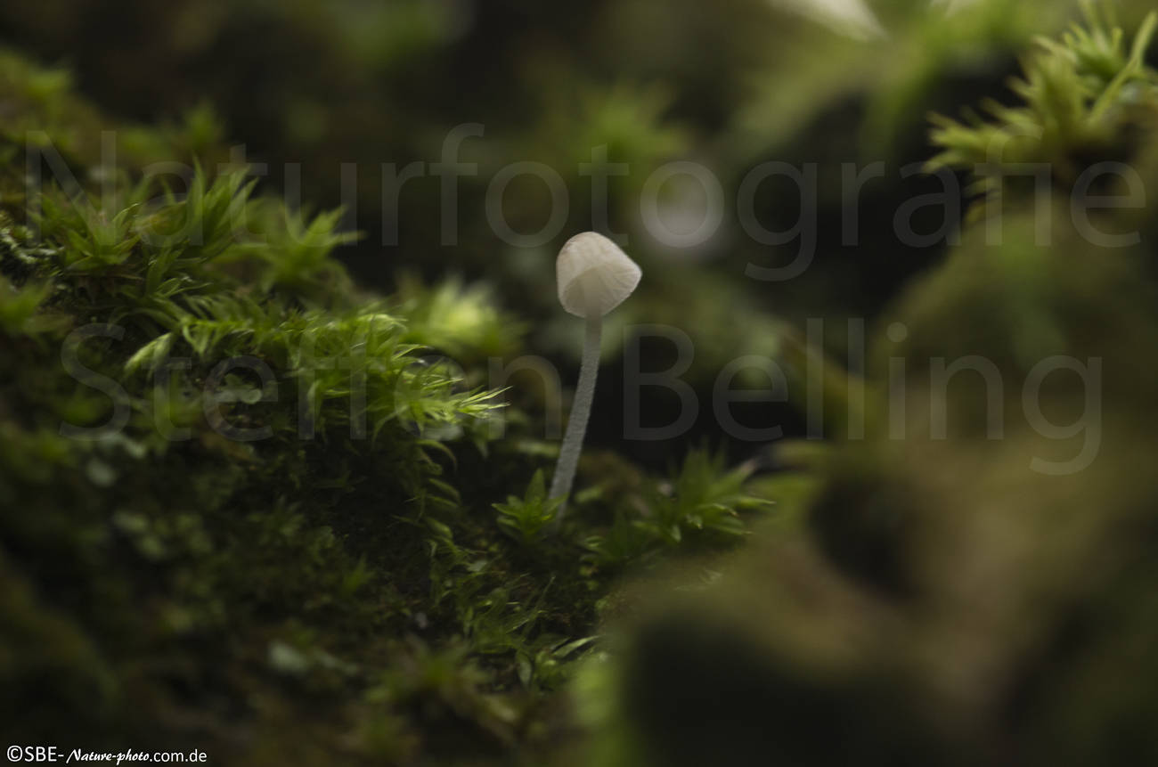 _IGP6128